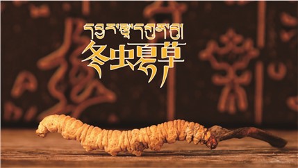 那曲新鮮冬蟲夏草什么時候采挖？